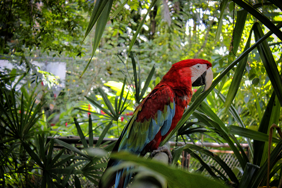 Museu-Emilio-Goeldi-Arara_Foto-Acervo-Museu-Goeldi